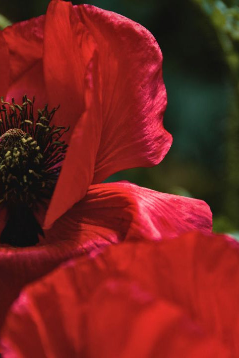 “british wild flower seeds, british wildflower seeds, uk wildflower seeds, sorbet, sorbet recipe, sorbet recipes, field poppy, poppy”