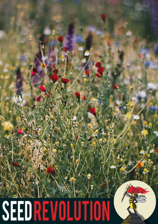 80/20 Wild Flower Mix - The Seed Revolution Economy Meadow