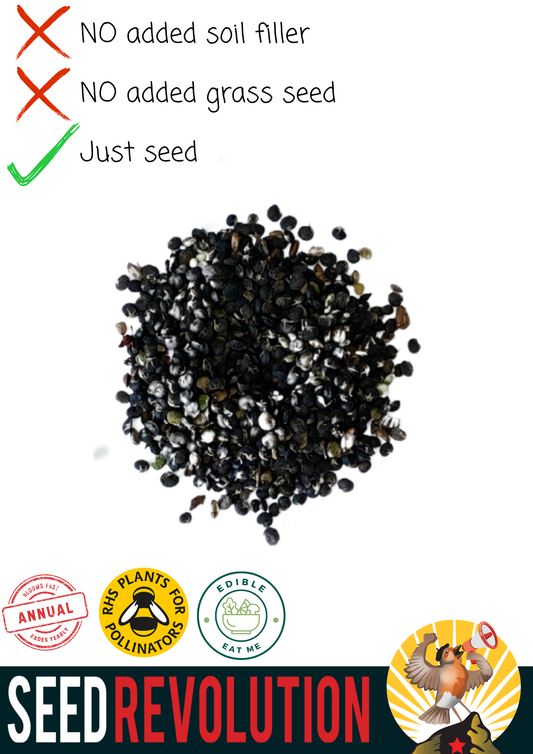 Black Medick Native Meadow Seeds