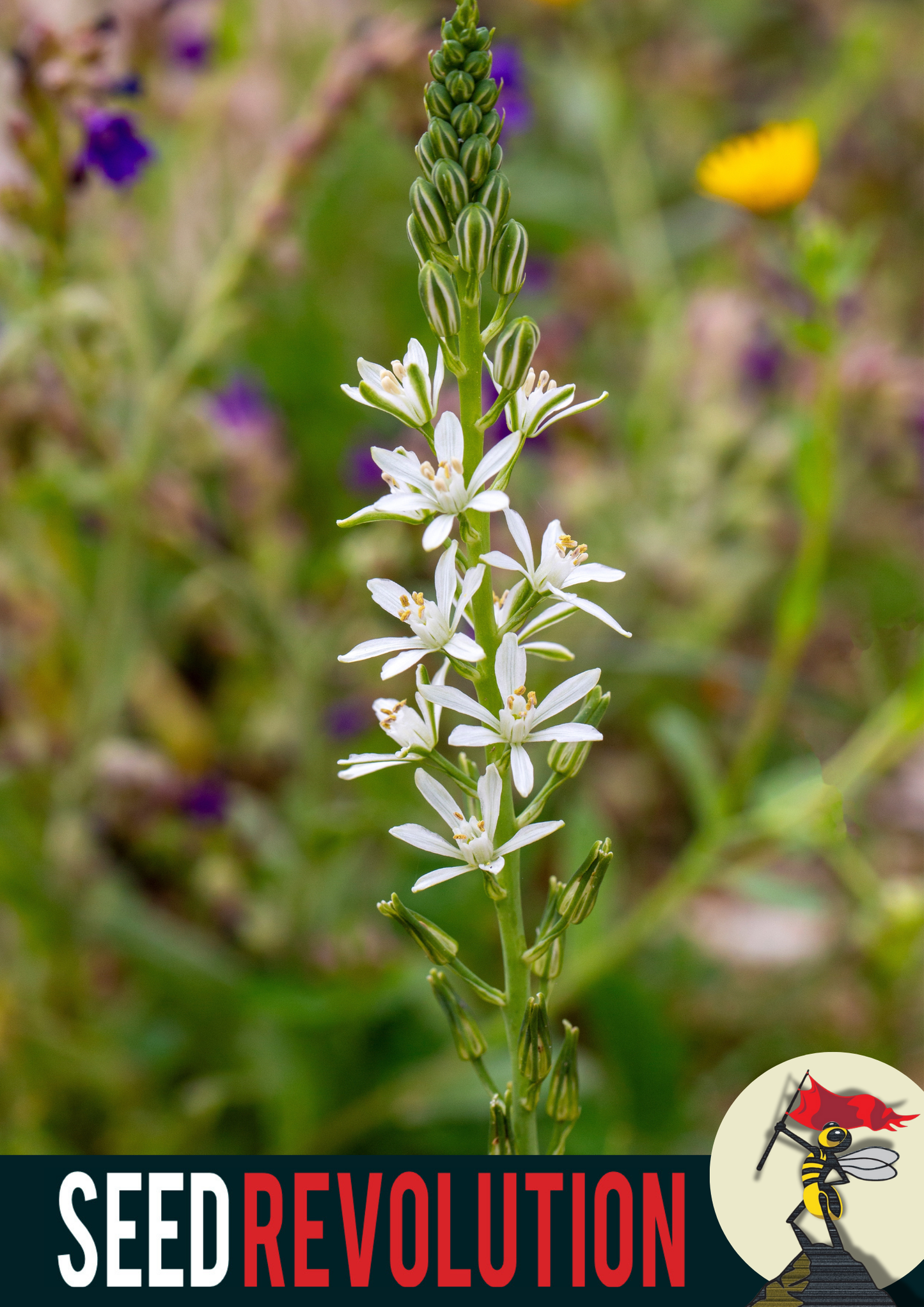 Bath Asparagus Wildflower Seeds
