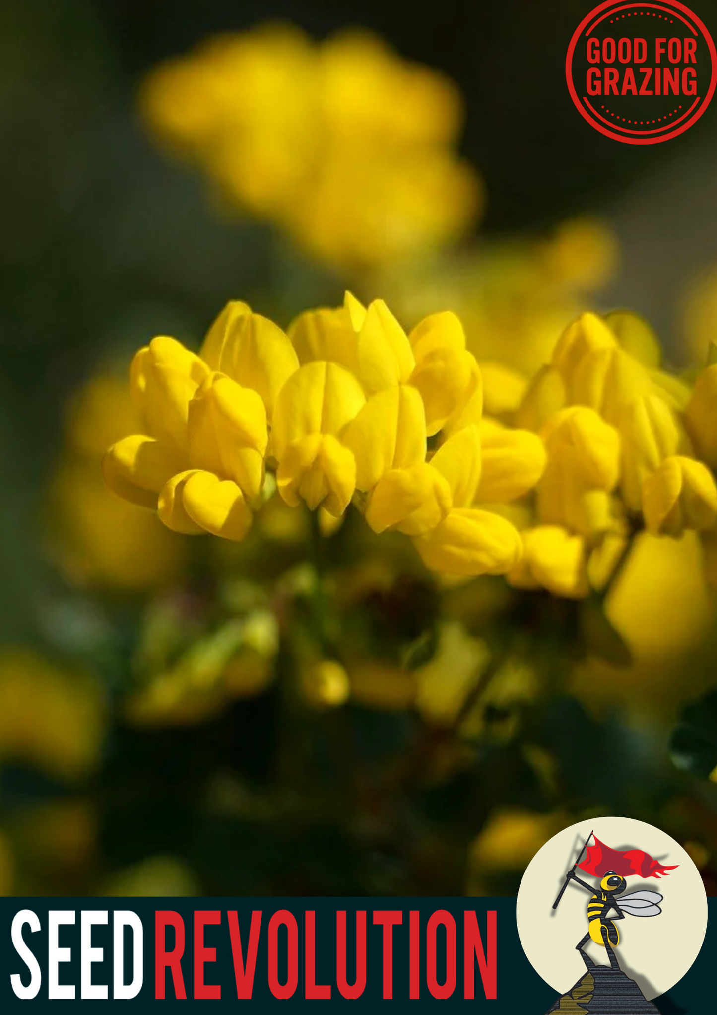 Birdsfoot Trefoil Native Seed