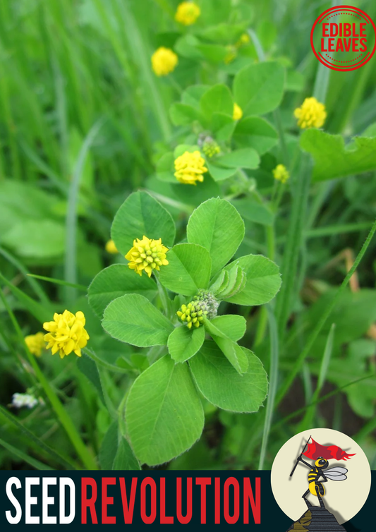 Black Medick Native Meadow Seeds