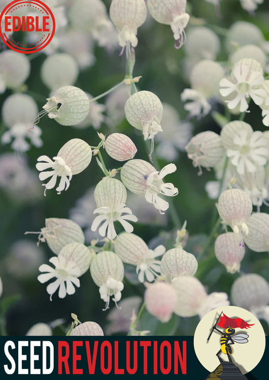 Maiden's Tears Native Meadow Seed