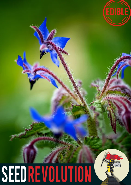 Borage Garden Wildflower Seeds
