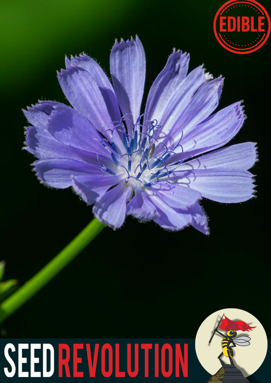 Chicory Native Seed