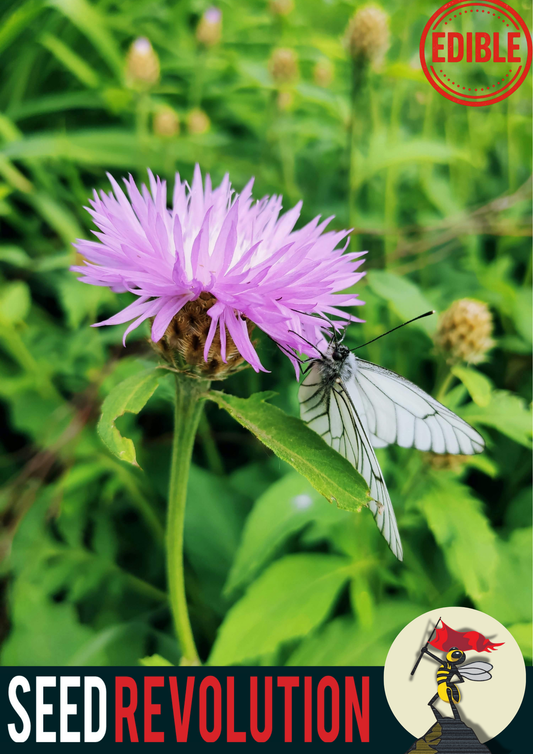 Horse Knots Native Seeds
