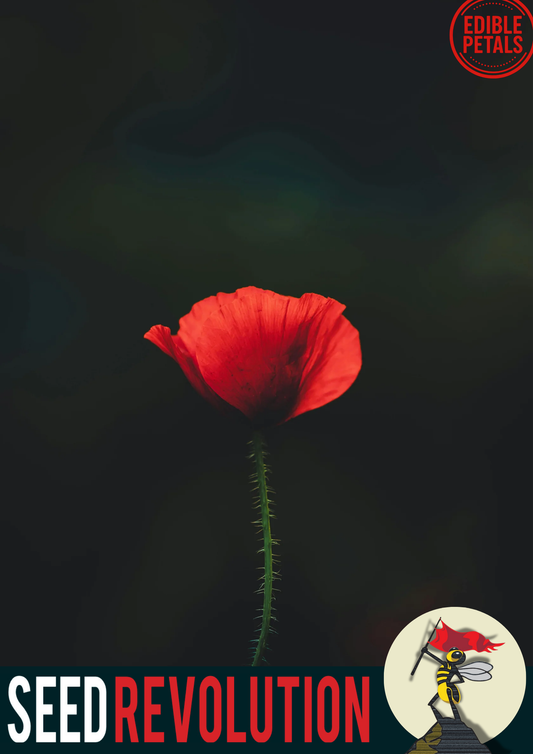 Field Poppy Wildflower Seeds