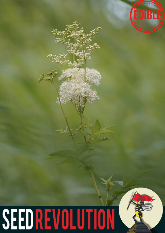 Meadowsweet Native Seed