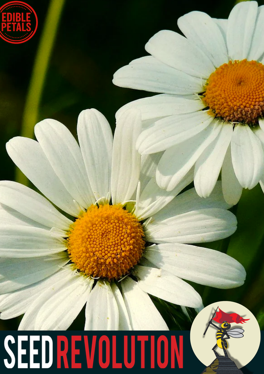 Ox-Eye Daisy Garden Seeds