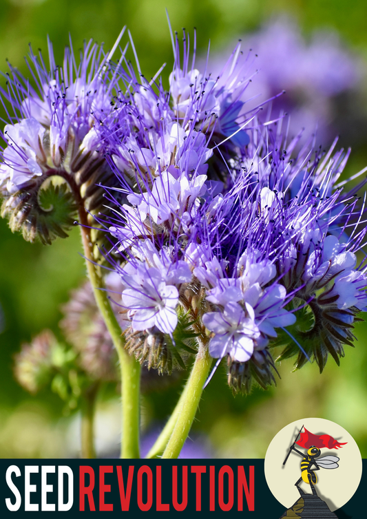 Phacelia Wild Flower Seeds