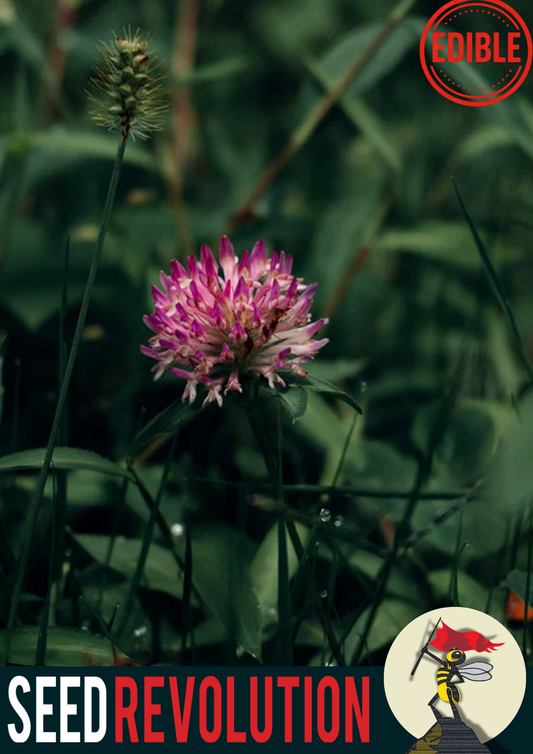 Red Clover Wildflower Meadow Seeds