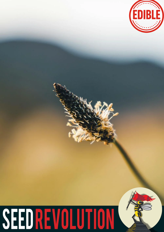 Ribwort Plantain Native Seeds