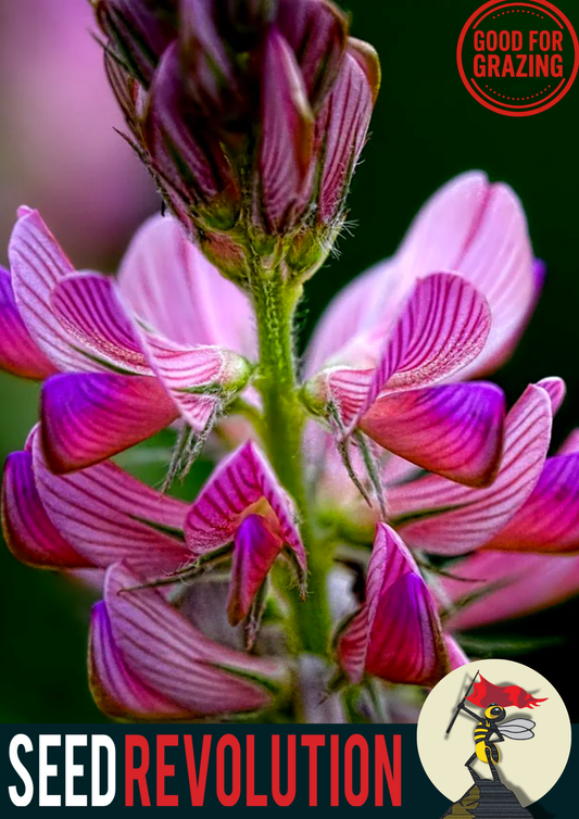 Sainfoin Native Wildflower Seeds