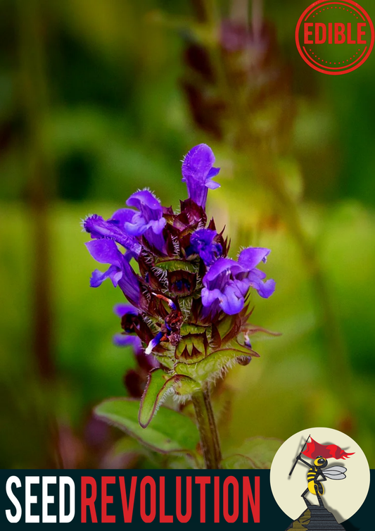 Self-Heal Native Meadow Seeds