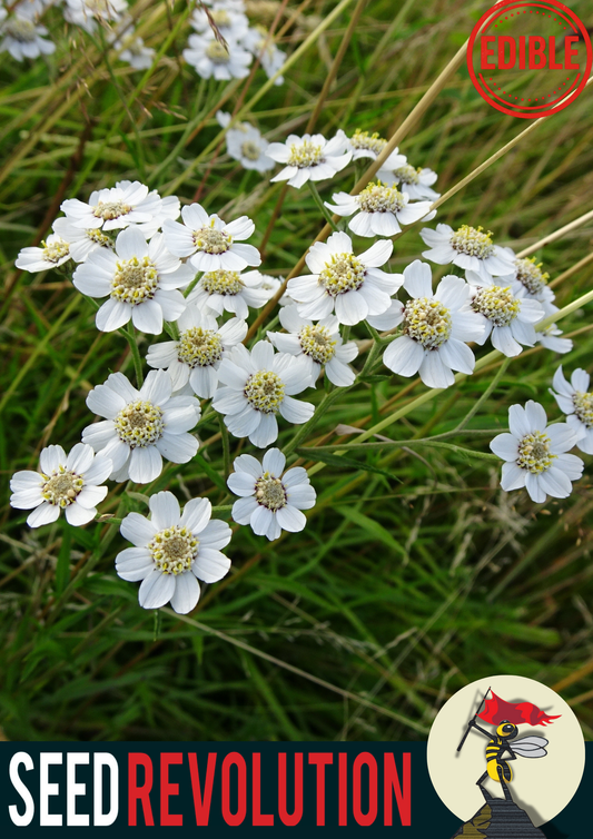 Sneezewort Native Wild Flower Seeds