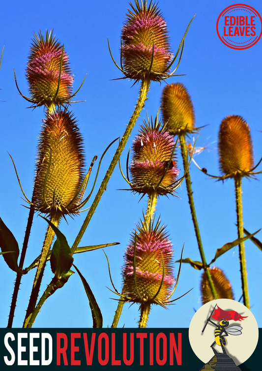 Wild Teasel Native Seed