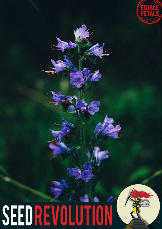 Viper's Bugloss Native Seed