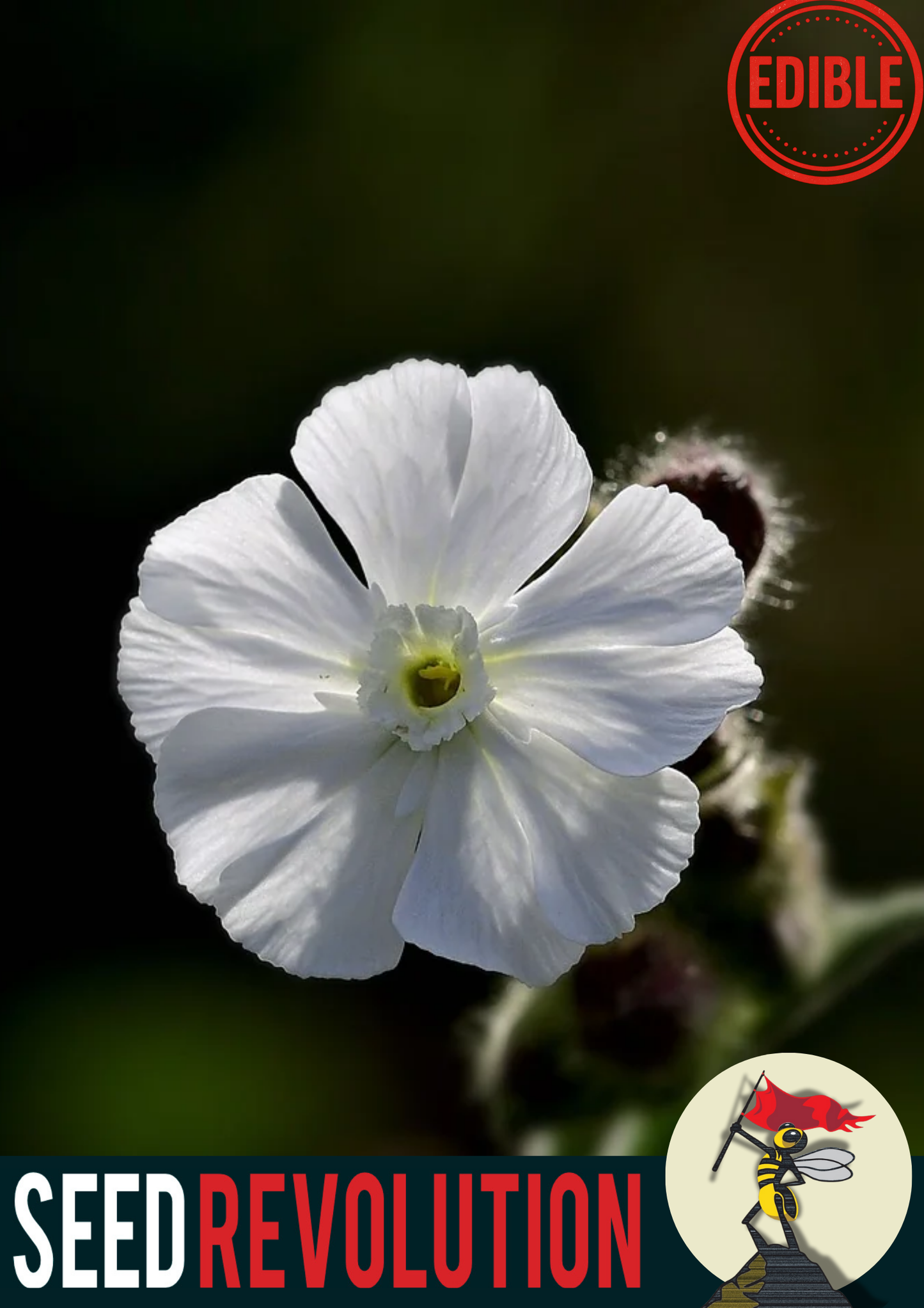 White Campion Native Seeds