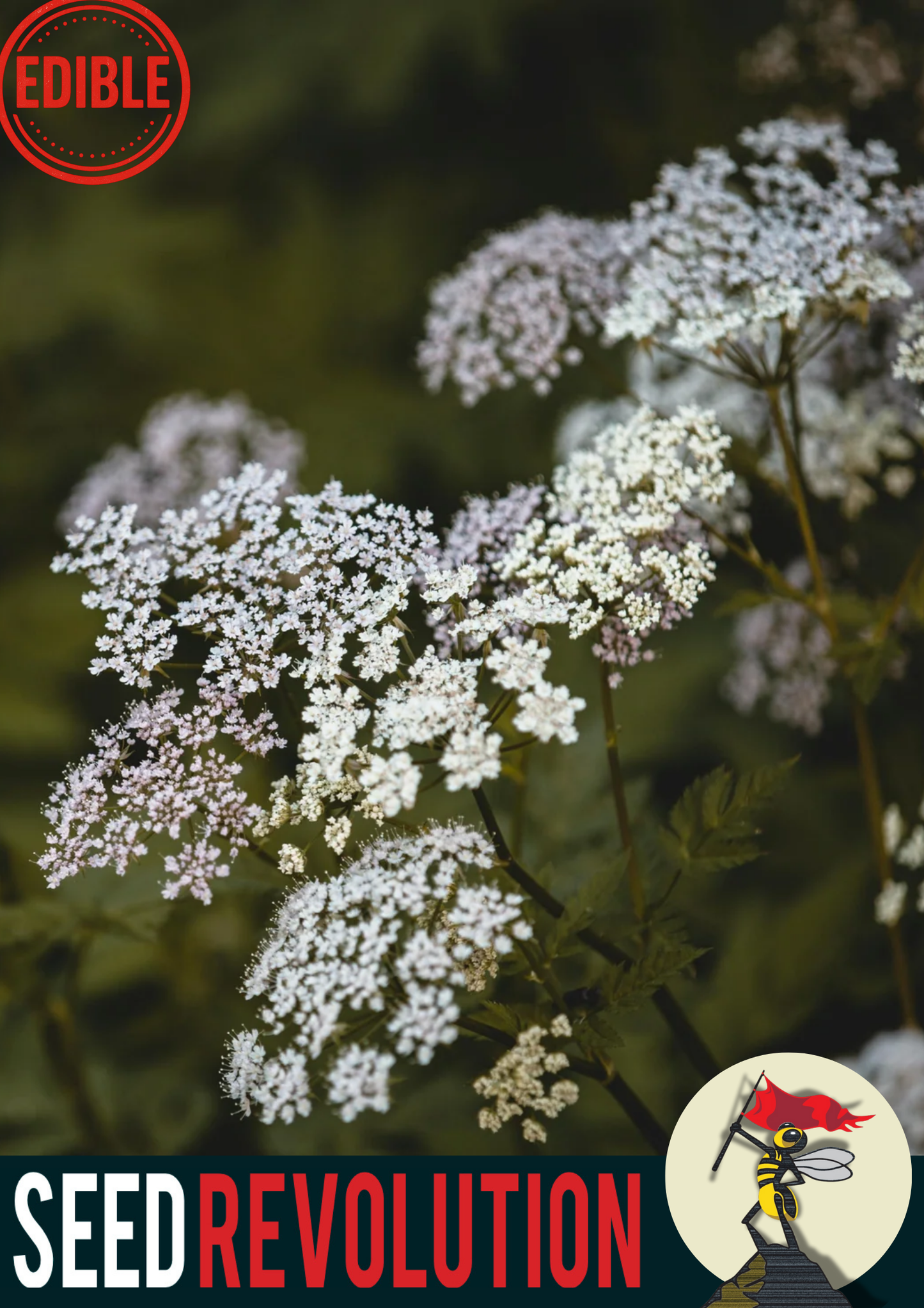 Wild Carrot Native Seed