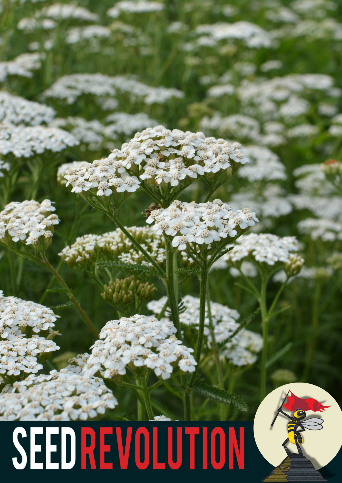 Yarrow Wildflower Seeds