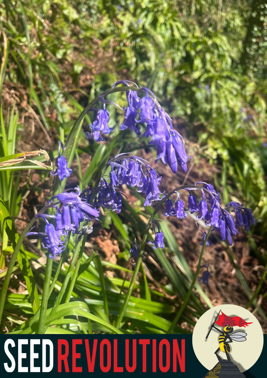 Bluebell Native Wildflower Seed
