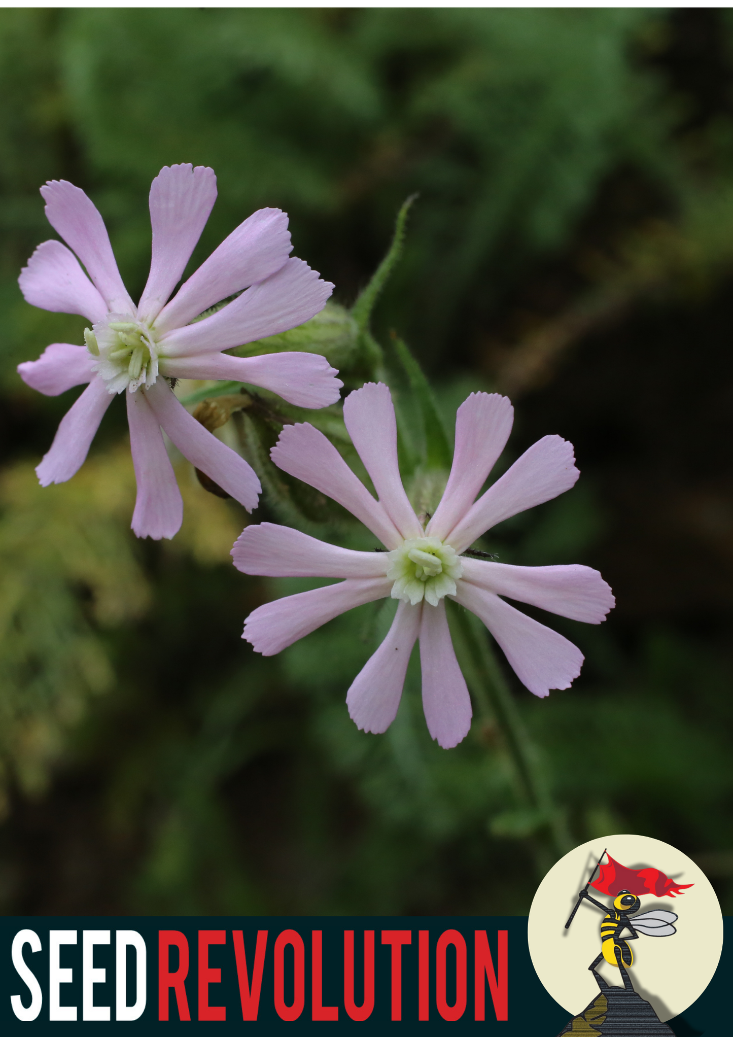 Night Flowering Catchfly Native Seeds