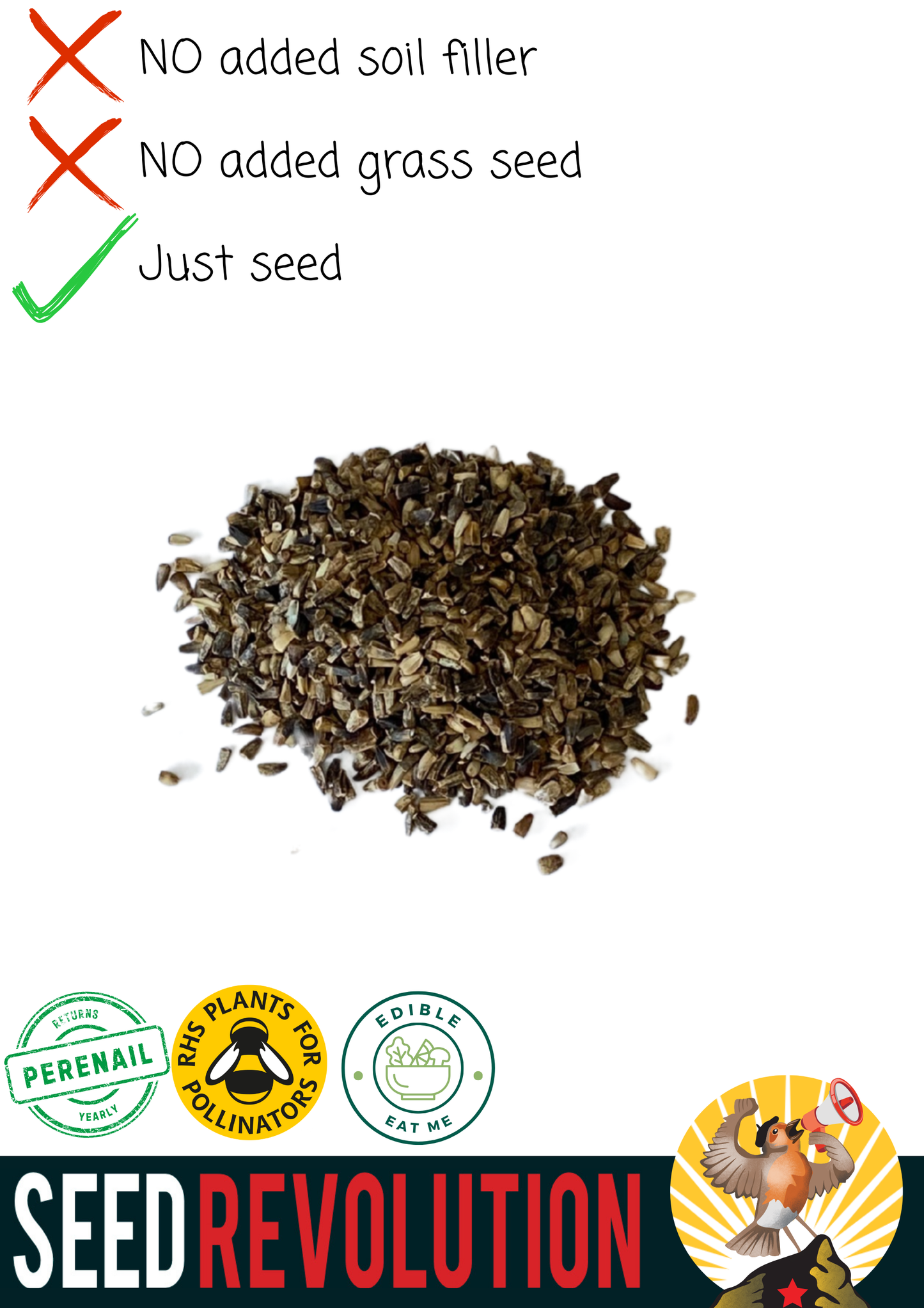 Chicory Native Seed