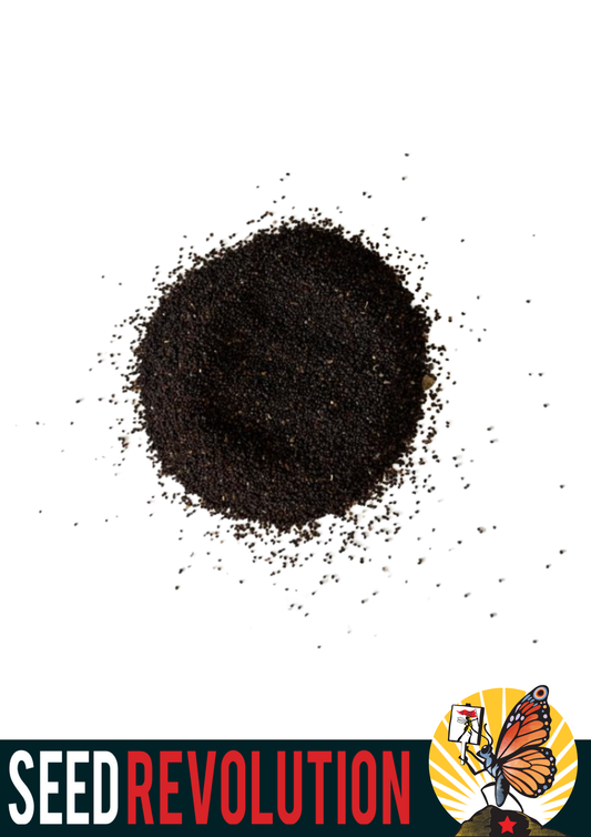 Field Poppy Wildflower Seeds