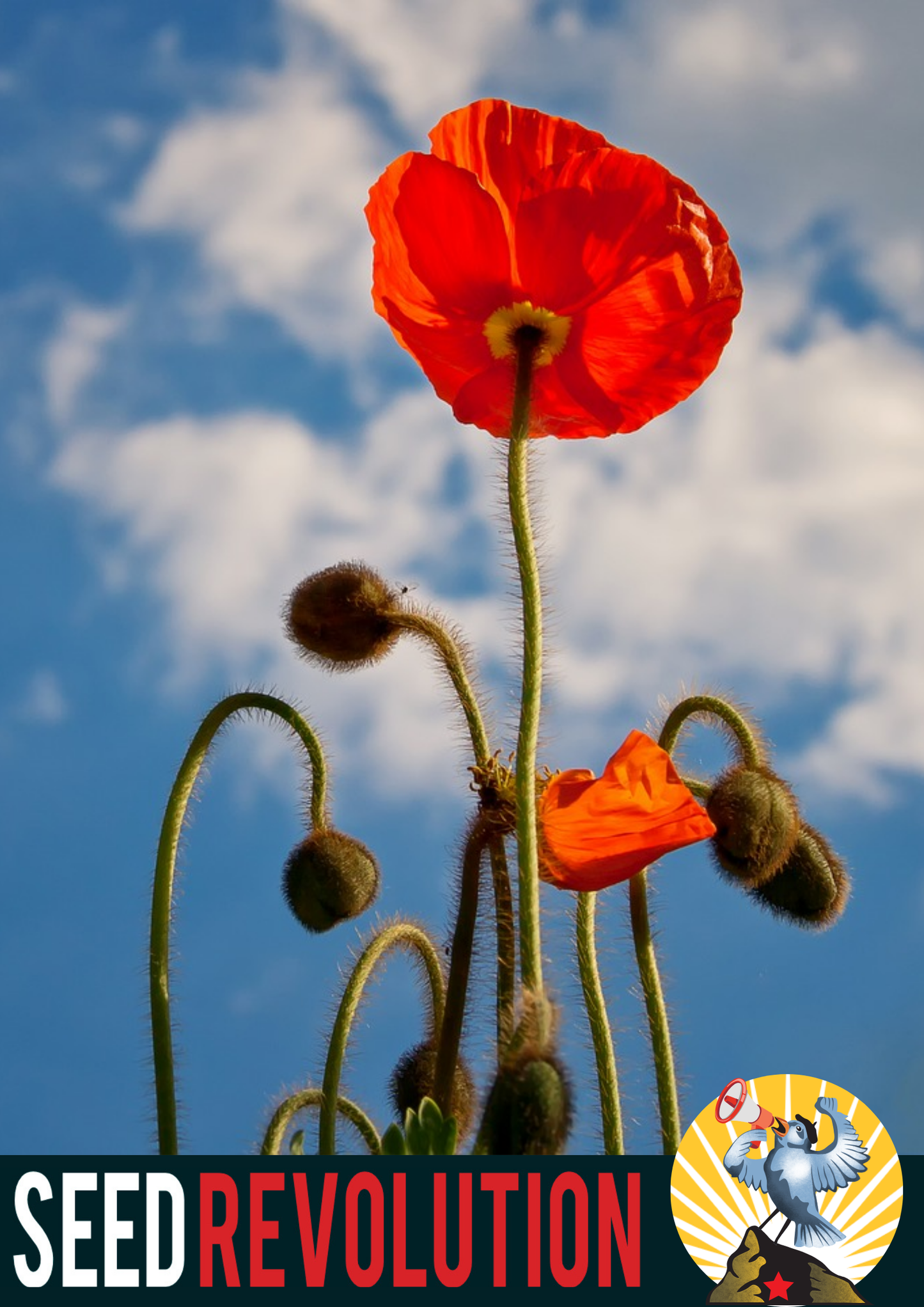 Field Poppy Wildflower Seeds