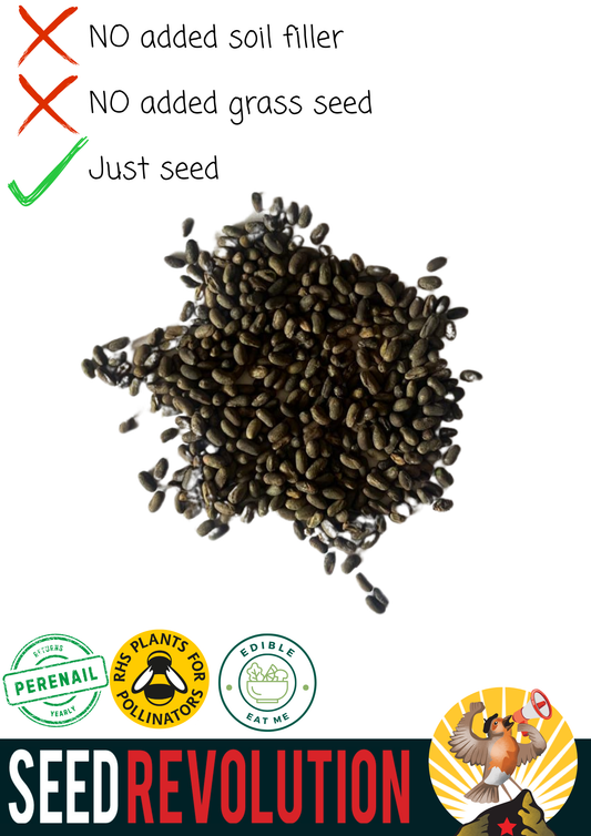 Meadow Cranesbill Native Seed