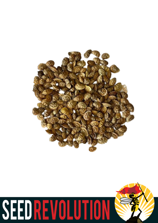 Sainfoin Native Wildflower Seeds