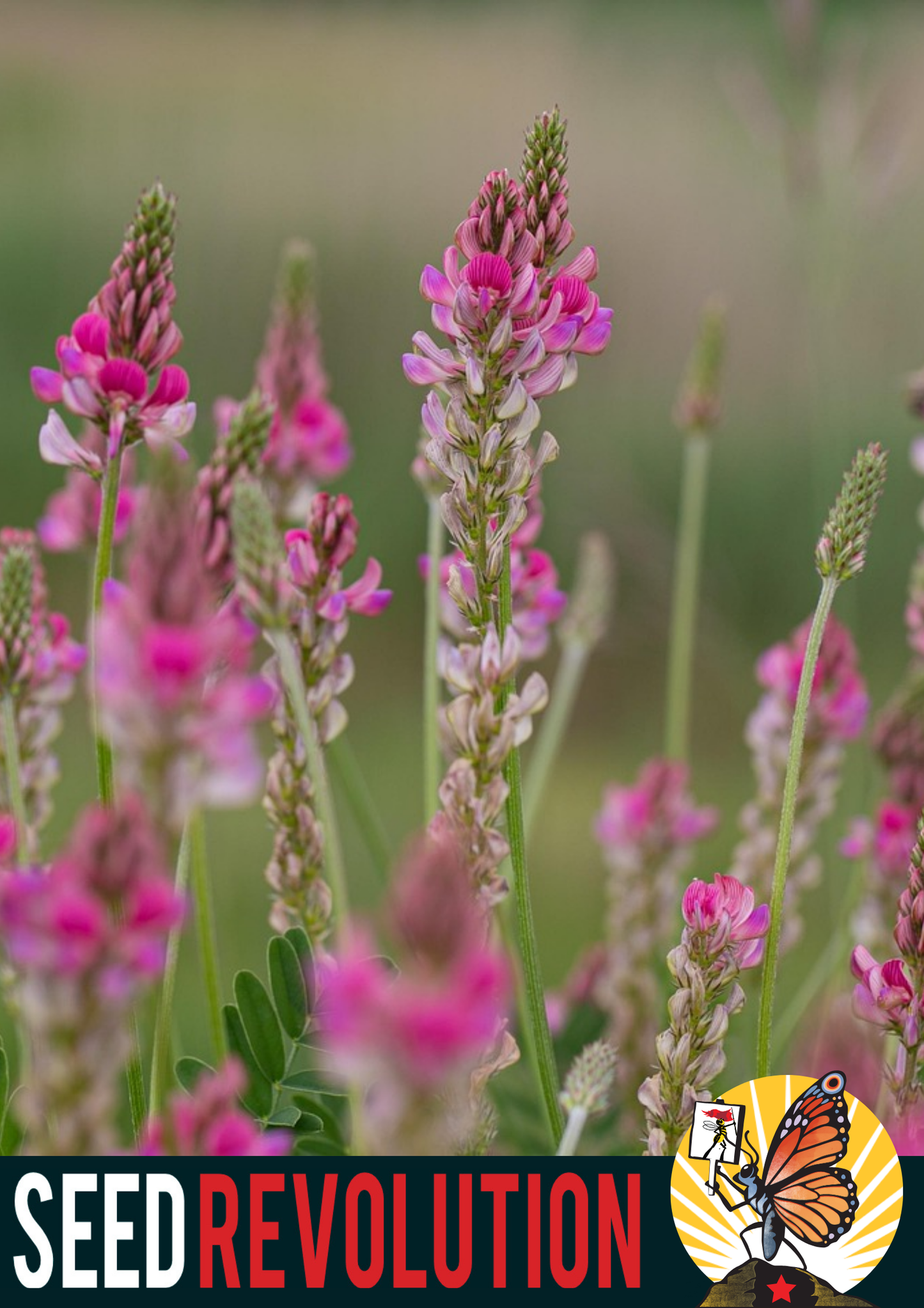 Sainfoin Native Wildflower Seeds