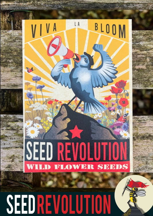 The Beginner's Economy Meadow - 100% Wildflower Seed Mix - 'Viva La Bloom'
