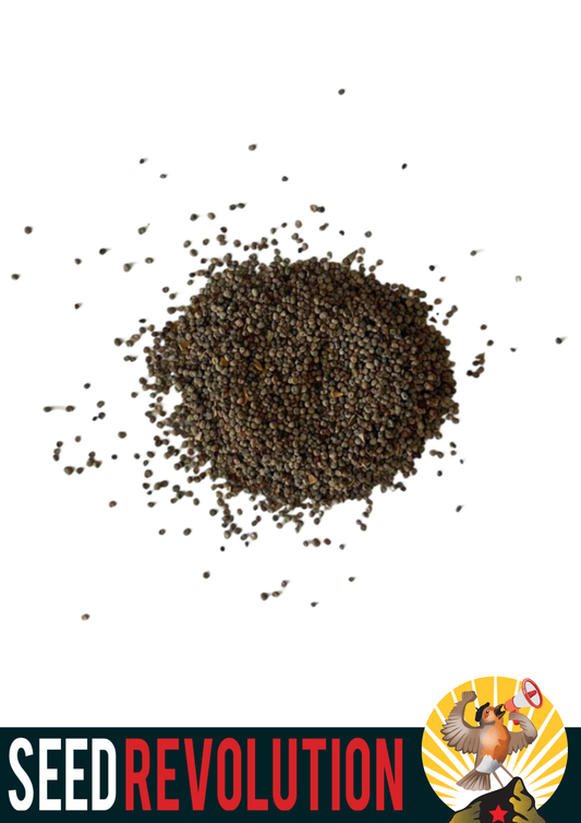 White Campion Native Seeds