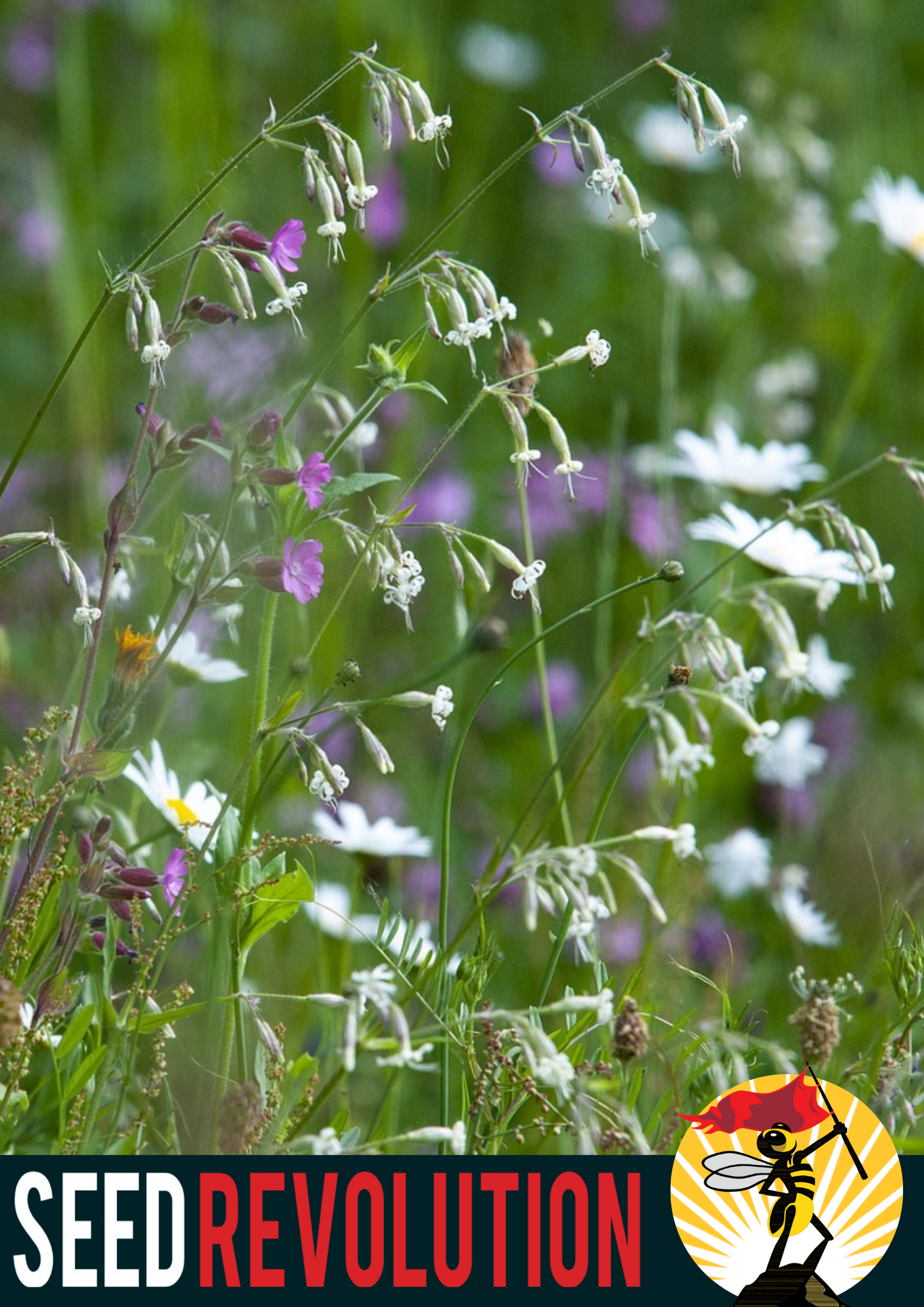 White Campion Native Seeds