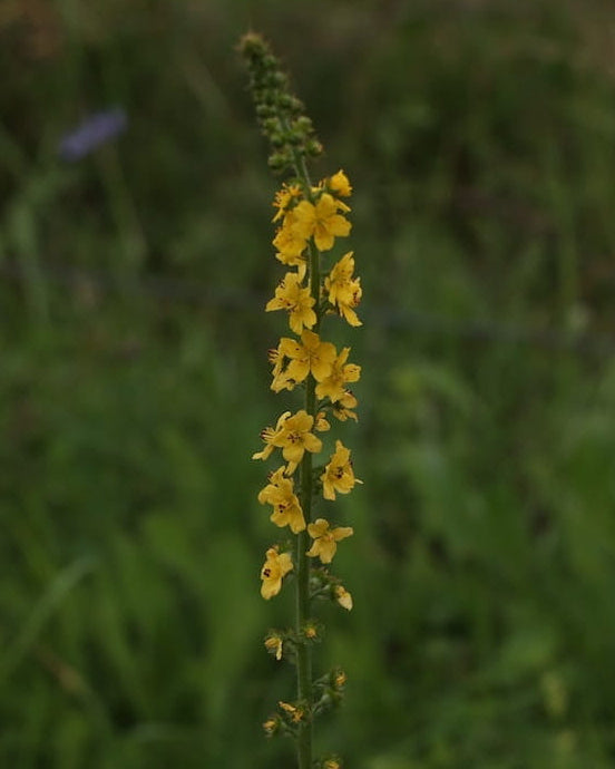 Yellow Agrimony wildflower in a field with 'Seed Revolution' branding at the bottom. Showcasing our Agrimonia eupatoria, Agrimony Agrimonia eupatoria, common Agrimony, Agrimonia, british wild flower seeds, british wildflower seeds, uk wildflower seeds.