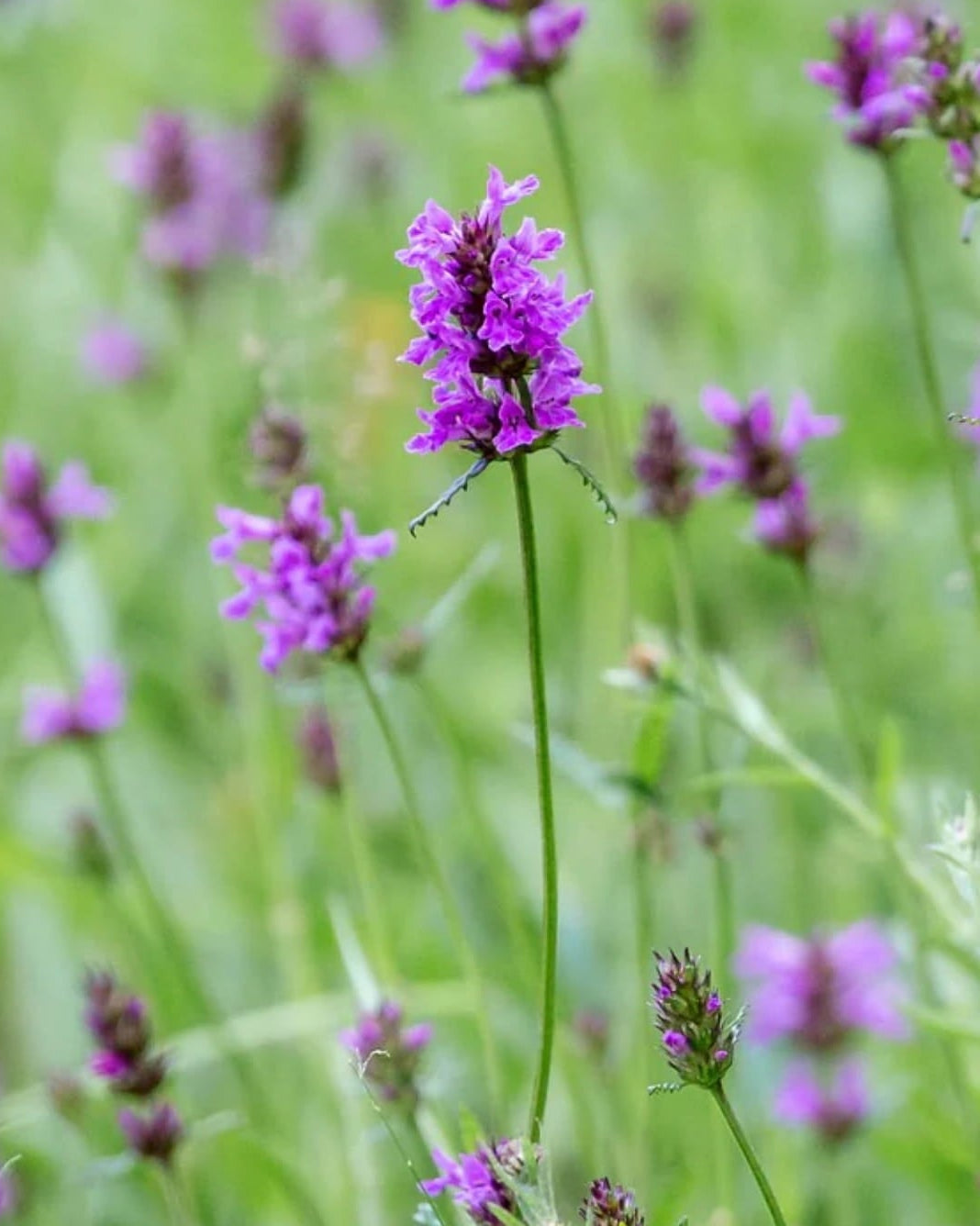 Betony blooming in a field with 'Seed Revolution' branding and an 'Edible' label. Stachys officinalis, Stachys officinalis Betony, Stachys Betony, british wild flower seeds, british wildflower seeds, uk wildflower seeds