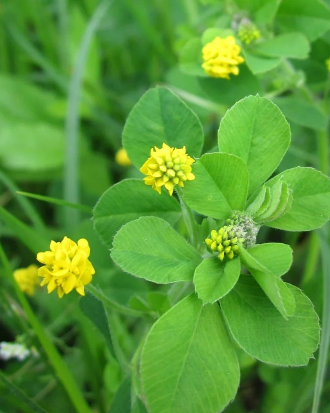 Black Medick wildflower with yellow flowers and green leaves, labeled 'Edible Leaves' by Seed Revolution. Showcasing our Medicago lupulina, yellow trefoil, medic plant, british wild flower seeds, british wildflower seeds, uk wildflower seeds.