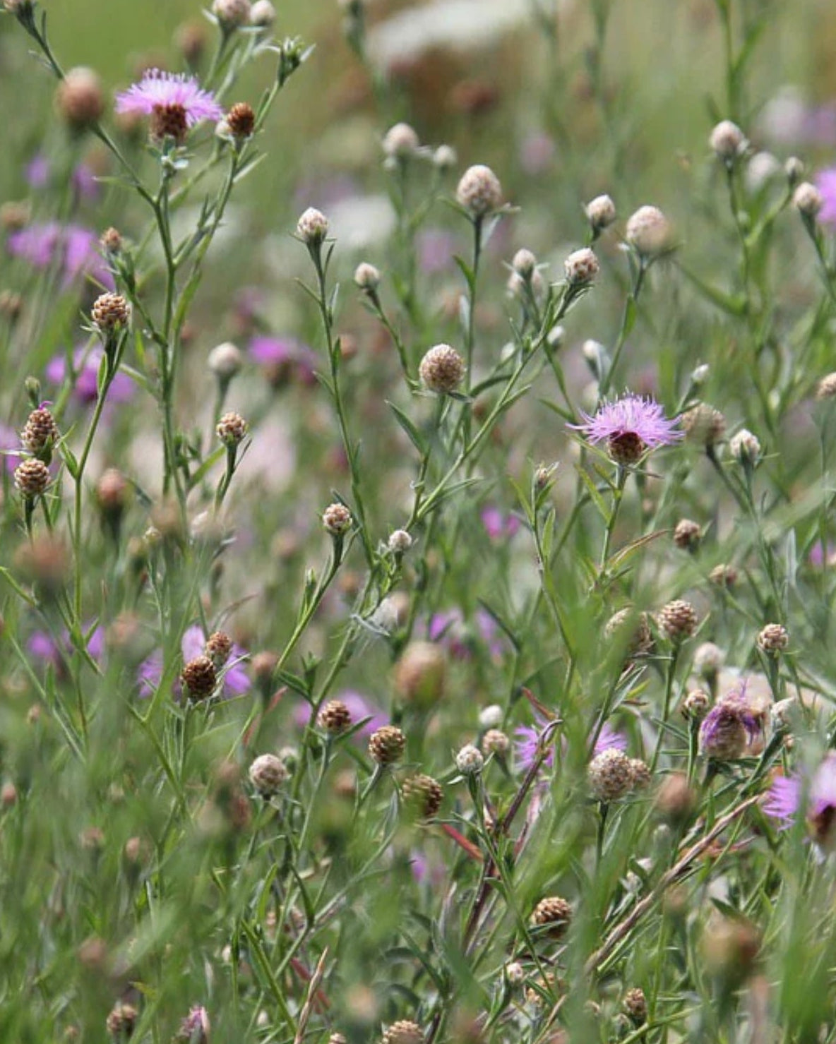 Wildflower meadow in bloom showcasing Seed Revolution's Chalky Soil 80/20% Wildflower Meadow Seed Mix. Which is british wild flower seeds, british wildflower seeds, wildflower mixes, mixed wildflower seeds, uk wildflower seeds, wildflower meadows, wildflower meadow, chalky soil wildflower mix, meadow with wildflowers wildflower mix for chalky soils.