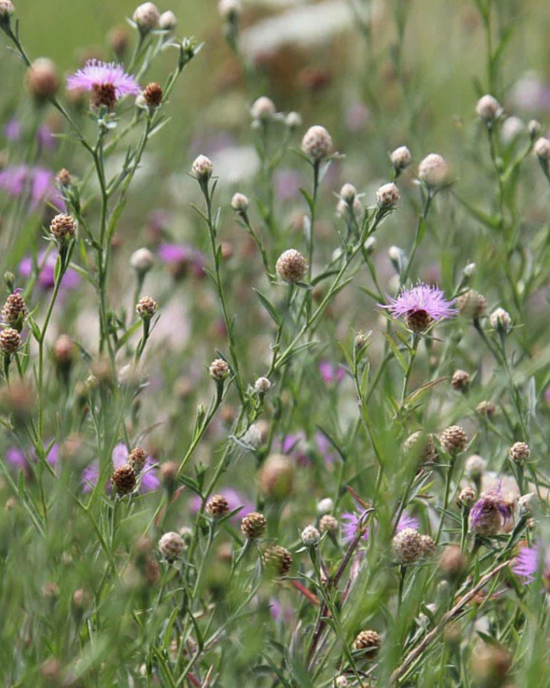 Wildflower field in bloom showcasing Seed Revolution's Chalky Soil 100% Wildflower Seed Mix, which are british wild flower seeds, british wildflower seeds, wildflower mixes, mixed wildflower seeds, uk wildflower seeds, wildflower meadows, wildflower meadow, chalky soil wildflower mix, wildflower mix for chalky soils.