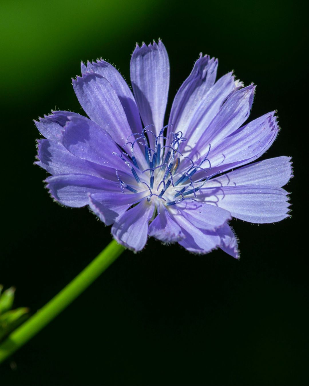 Purple chicory wildflower with a green stem against a dark background. Showcasing Seed Revolution's Chicory, Cichorium intybus, flowering chicory, chicory plant, chicory flower, british wild flower seeds, british wildflower seeds, uk wildflower seeds.