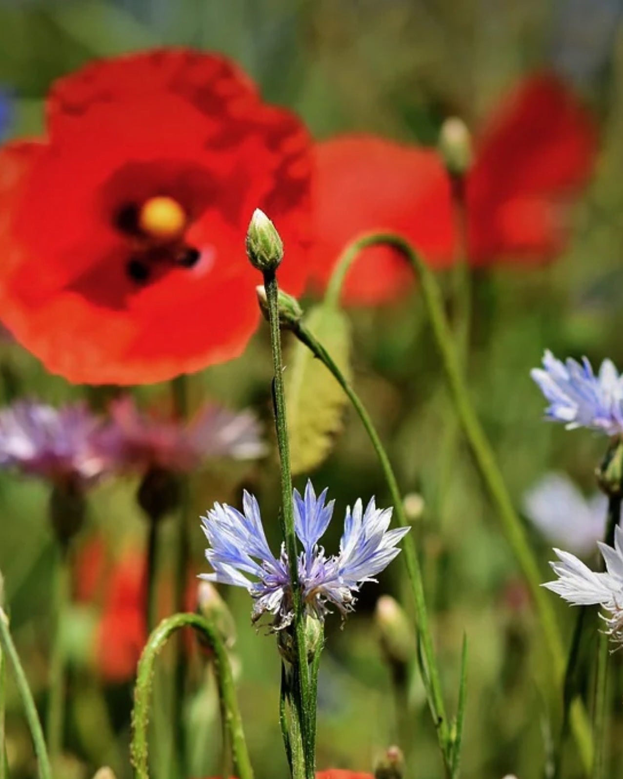 british flower seeds Classic Cornflowers 100% Wildflower Seed Mix – Seed Revolution