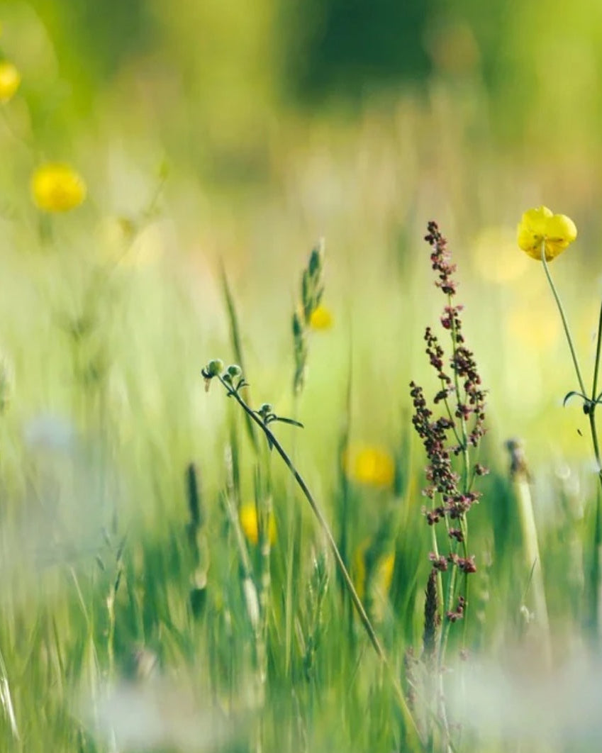 Wildflower field showcasing Seed Revolution's Coastal Landscapes 100% Wildflower Seed Mix. Which is british wild flower seeds, british wildflower seeds, wildflower mixes, mixed wildflower seeds, uk wildflower seeds, wildflower meadows, coastal wildflower mix, wildflower mix for coasts.