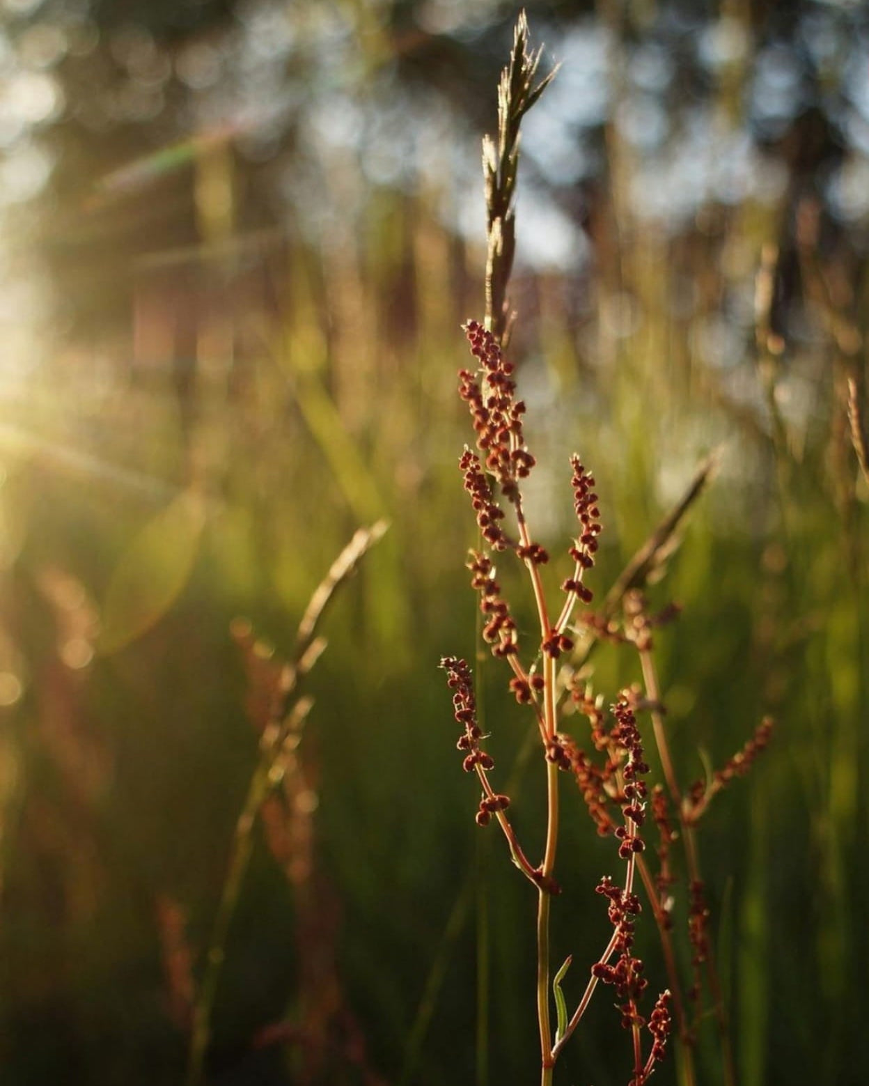 Common Sorrell wildflower with 'Edible' label and 'Seed Revolution' branding in a natural setting. Showcasing our Rumex acetosa, Sorrel Rumex, Rumex Sorrel, Sorrel plant, british wild flower seeds, british wildflower seeds, uk wildflower seeds.
