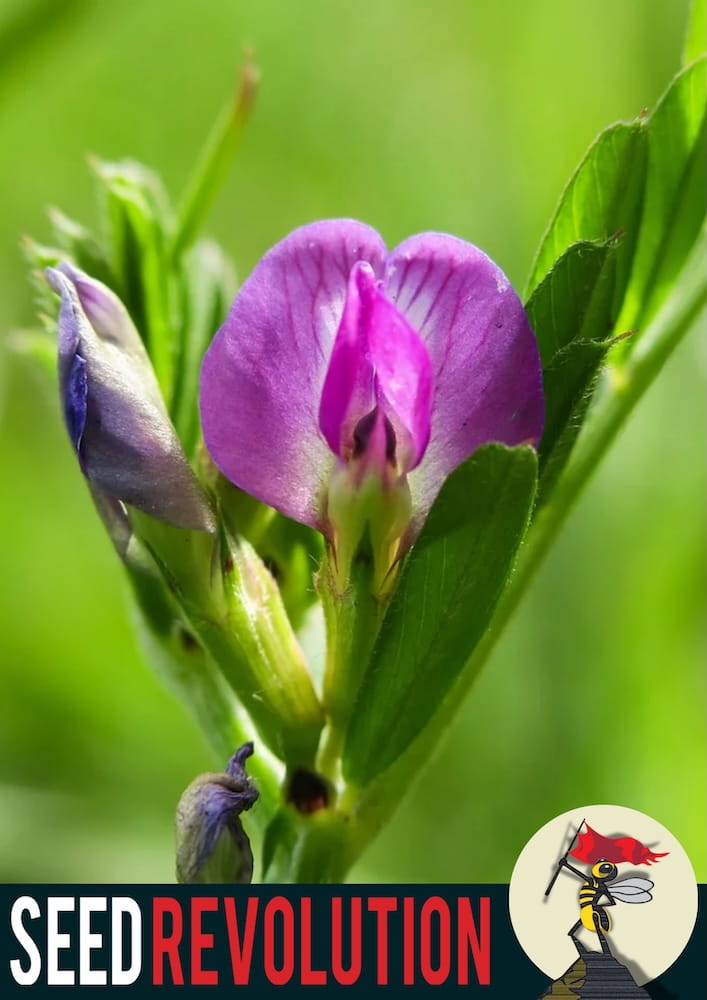 Close-up of a purple Common Vetch wildflower with green leaves on a blurred green background, featuring 'Seed Revolution' logo. Showcasing our Vetch, Vicia sativa, vetch plant, Vicia plant, british wild flower seeds, british wildflower seeds, uk wildflower seeds.