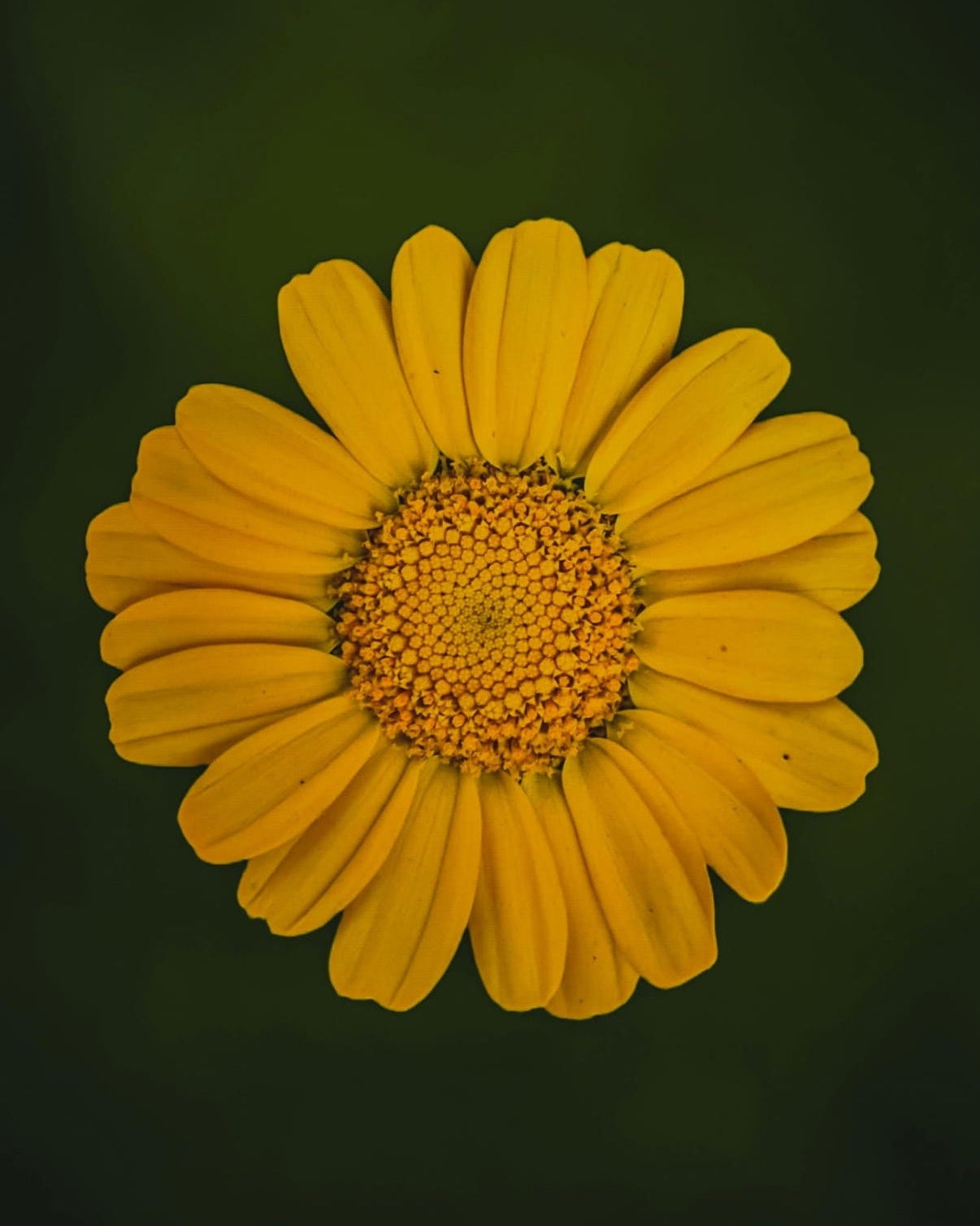 Corn Marigold on a dark green background with 'Seed Revolution' branding. Corn Marigold, Glebionis segetum, Corn Marigolds, chrysanthemum segetum corn marigold, Corn Marigold seed, british wild flower seeds, british wildflower seeds, uk wildflower seeds