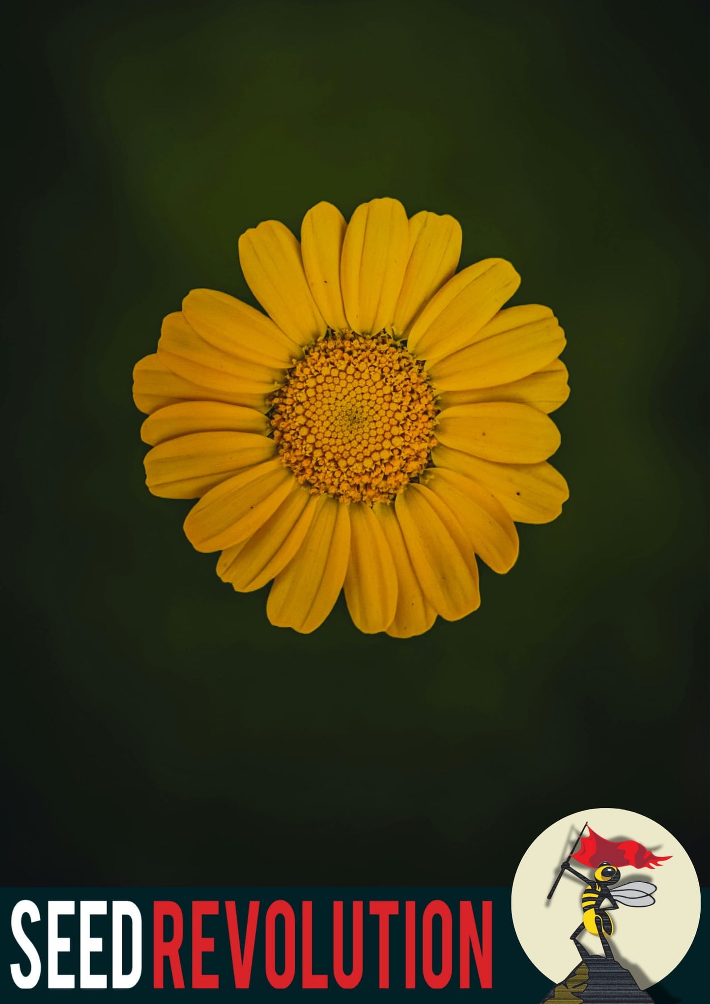 Corn Marigold on a dark green background with 'Seed Revolution' branding. Corn Marigold, Glebionis segetum, Corn Marigolds, chrysanthemum segetum corn marigold, Corn Marigold seed, british wild flower seeds, british wildflower seeds, uk wildflower seeds