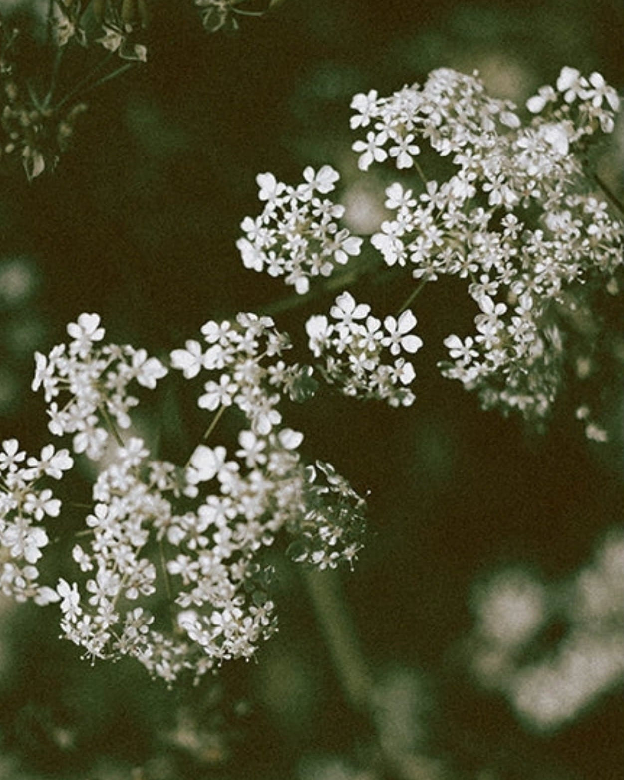 White Cow Parsley wildflowers with 'Edible' and 'Seed Revolution' text overlay on a dark background. Showcasing our Anthriscus sylvestris, Cow Parsley Anthriscus sylvestris, queen anne’s lace plant, british wild flower seeds, british wildflower seeds, uk wildflower seeds