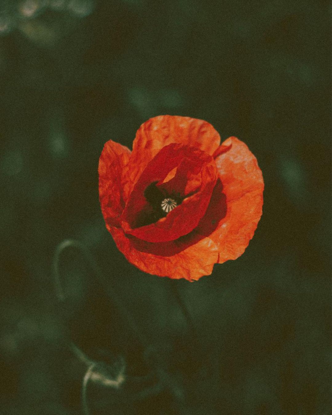 Close-up of a red field poppy wildflower with a dark background. Showcasing Seed Revolution's Field Poppy, Papaver rhoeas, poppy flower, poppy flowers, wildflower campion, british wild flower seeds, british wildflower seeds, uk wildflower seeds.