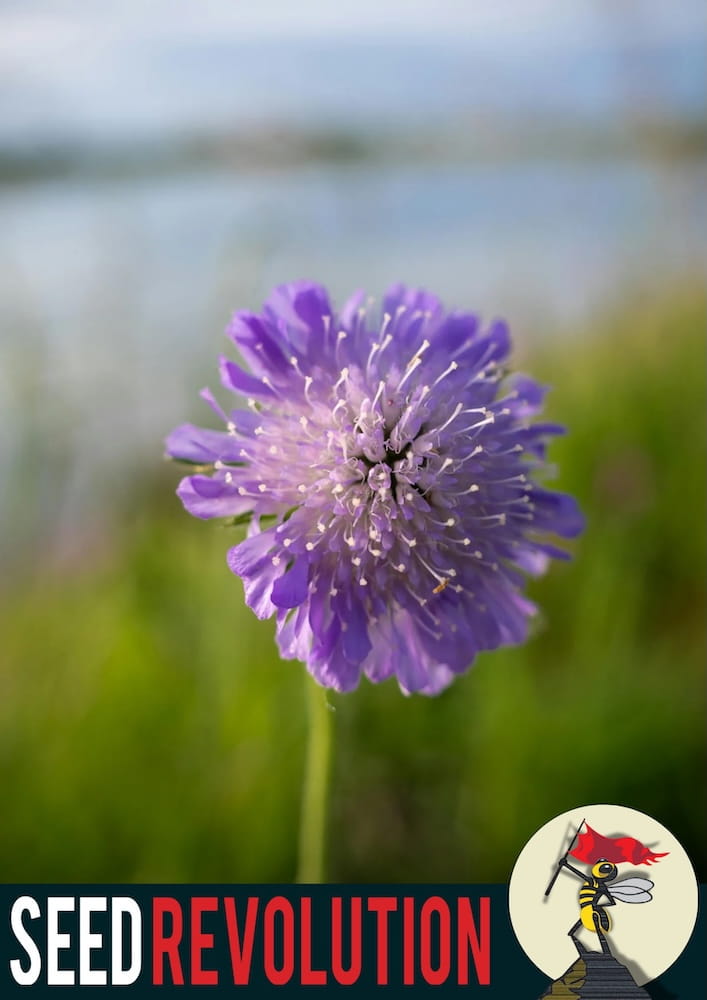 Purple Field Scabious wildflower in a field with 'Seed Revolution' logo in the corner. Showcasing our Knautia arvensis, Knautia arvensis Field Scabious, Field Scabious Knautia arvensis, Scabious Field, british wild flower seeds, british wildflower seeds, uk wildflower seeds.